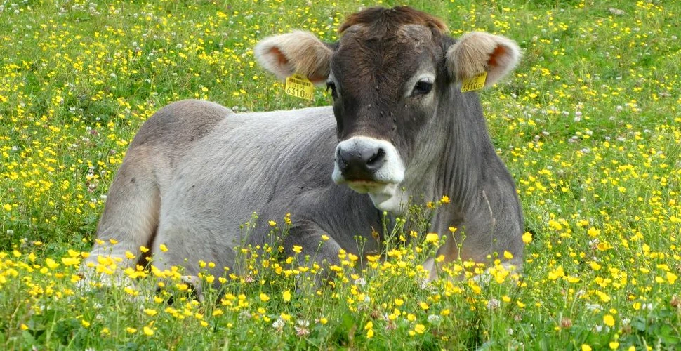 Top 10 rase de vaci care dau cea mai mare cantitate de lapte