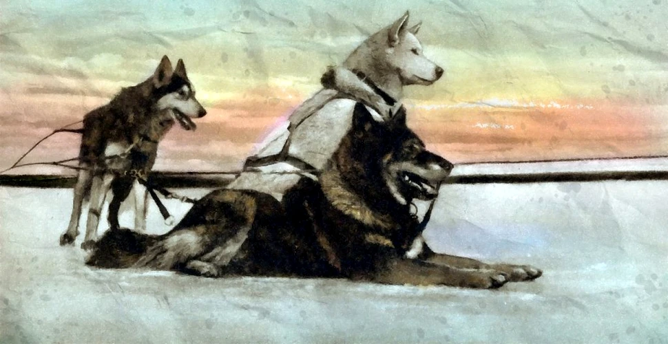 Săniile cu câini au salvat un orășel din Alaska de o epidemie în timpul iernii polare