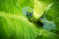 Cercetătorii au descoperit, în premieră, microplastice în apa din frunzele plantelor