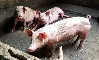 Antibiotice, hormoni și excremente: efectele poluării produse de fermele de porci din Mexic