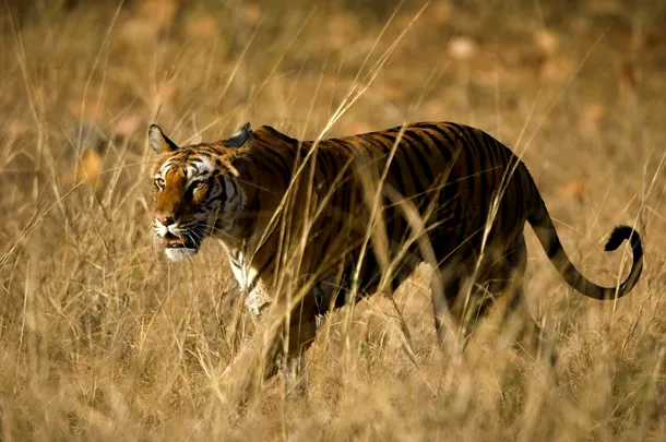 Tigru bengalez pândind prada