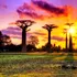 Cum au apărut baobabii, numiți și „copacii vieții”, pe Pământ?