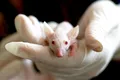 Calviția, sau căderea părului, ar putea fi tratată cu ajutor din partea șoarecilor