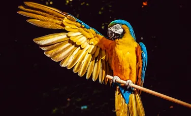 Cum a evoluat creierul păsărilor?