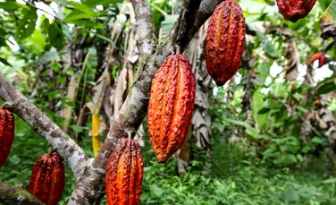 Plantațiile de cacao distrug pădurile protejate din Africa de Vest