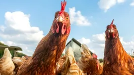 Test de cultură generală. De ce nu mâncăm lebede sau pescăruși, dar mâncăm găini?