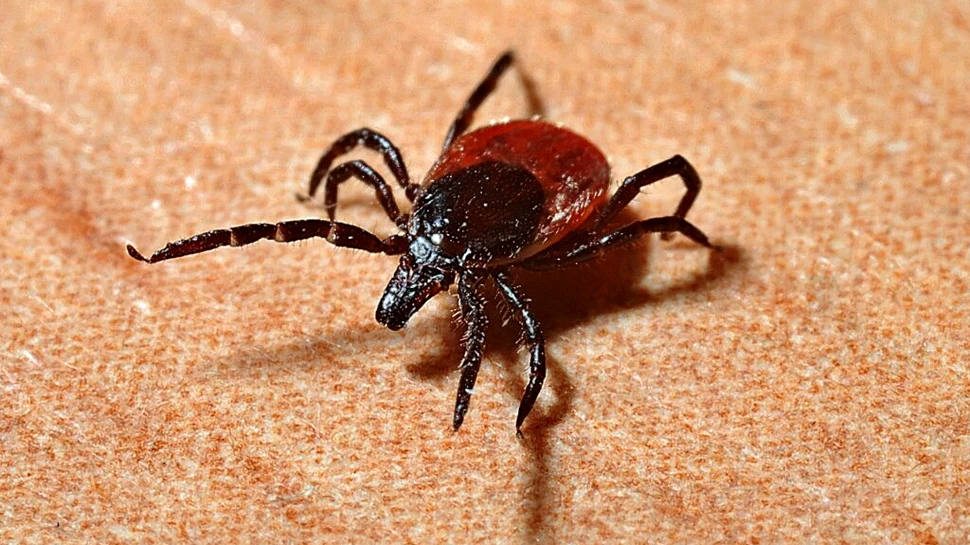 Boala Lyme a afectat probabil 14% din populația lumii. Iată concluziile unui nou studiu