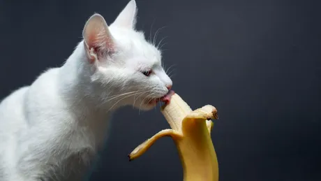 Test de cultură generală. Pot pisicile să mănânce banane?