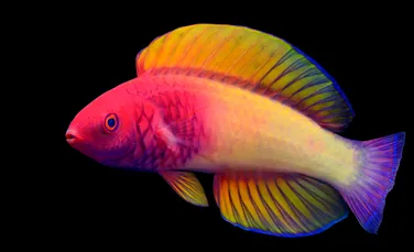 O nouă specie de pește a fost găsită în Maldive. Descoperirea aparține unui cercetător local