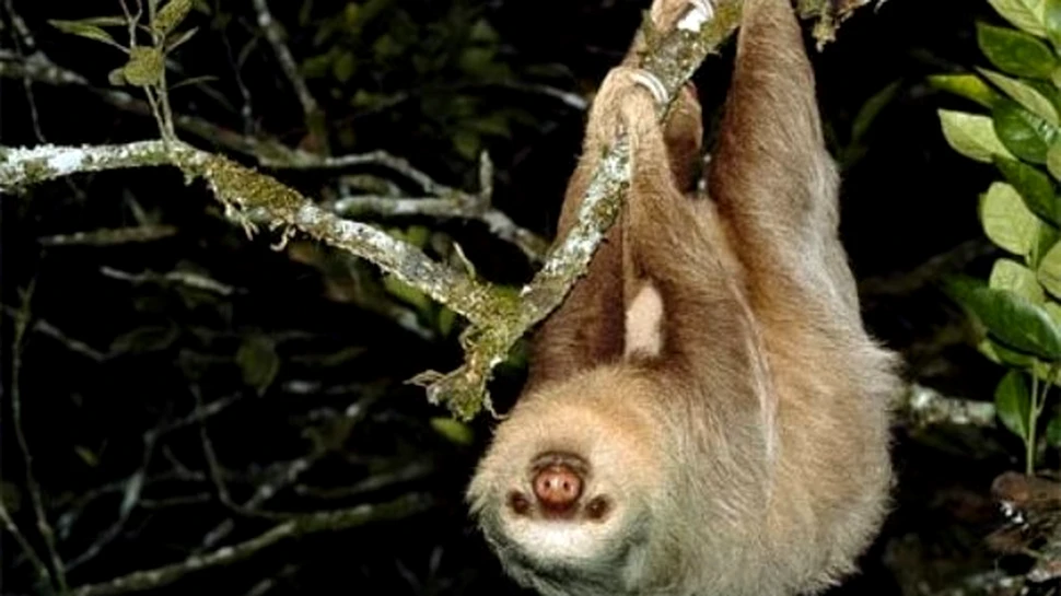 Lenesul nu este un animal lenes