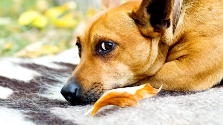Cum îți poți da seama atunci când câinele tău suferă?