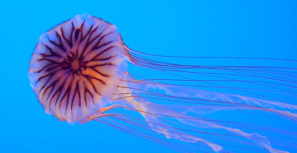 Tentaculele de meduză inspiră o nouă metodă de luptă împotriva cancerului