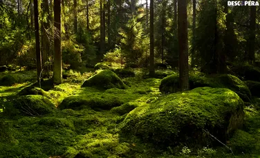 Paradox. Extinderea suprafeţelor de conifere contribuie la încălzirea globală. ”Plantarea de copaci nu este glonţul magic care ne va salva”