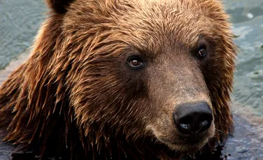 Petiţie online împotriva deciziei Senatului de a da liber la vânarea urşilor în România, în următorii cinci ani
