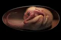 Un embrion de dinozaur în stare perfectă de conservare, descoperit în China