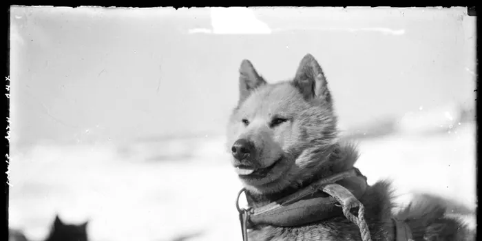 De ce au fost interziși câinii în Antarctica?