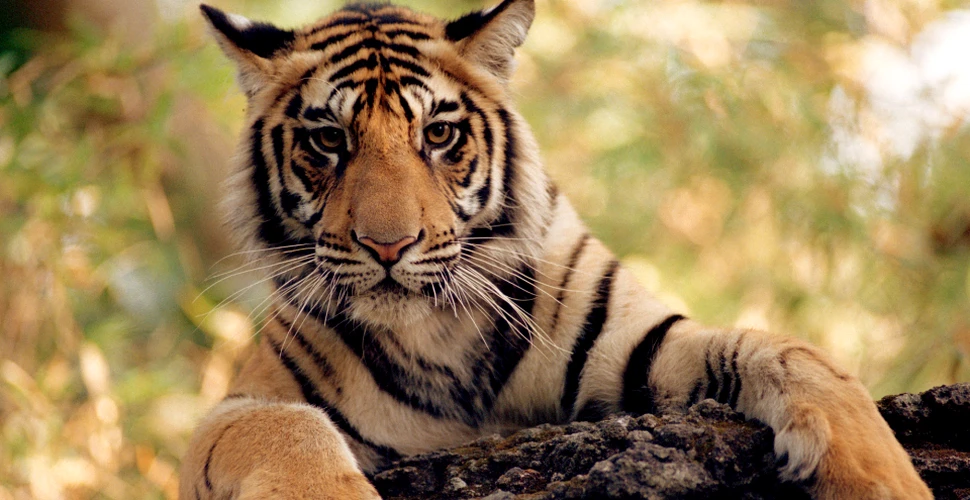 Numărul tigrilor din India s-a dublat în puţin peste zece ani