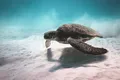 Peste 1,1 milioane de țestoase marine braconate în ultimele decenii, arată un studiu