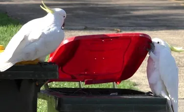 Papagalii cockatoo din Australia învață unii de la alții cum să deschidă tomberoanele