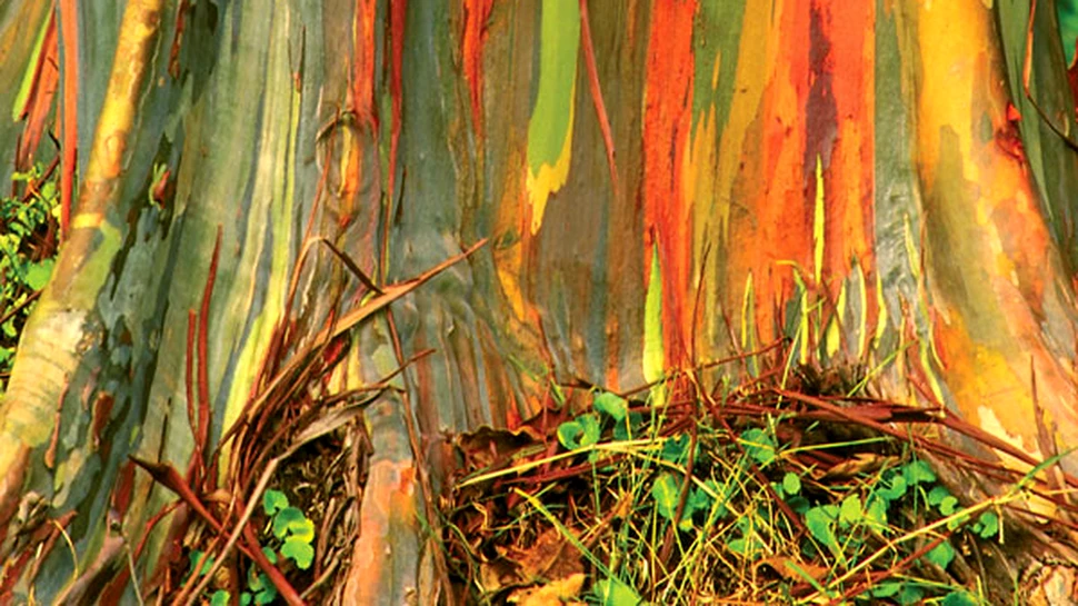 Pielea copacilor