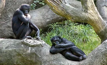 Cine i-a îmblânzit pe bonobo?