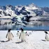 O nouă specie de pinguin a fost descrisă după mai bine de un secol