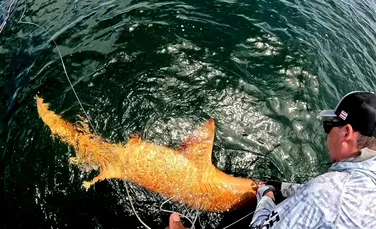 Un „rechin auriu” prins în largul Americii Centrale suferă de o afecțiune rară