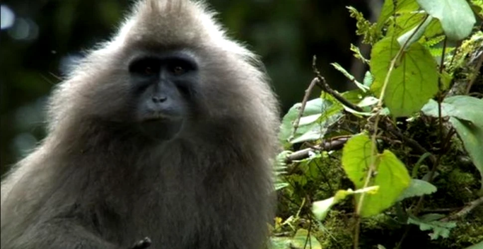 Eveniment extrem de rar: un pui de maimuţă kipunji a fost fotografiat (FOTO/VIDEO)