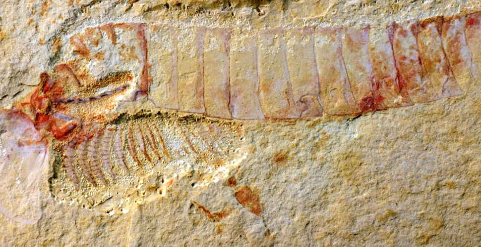Descoperire fascinantă într-o fosilă de 520 milioane de ani.”Este cel mai vechi din lume” FOTO