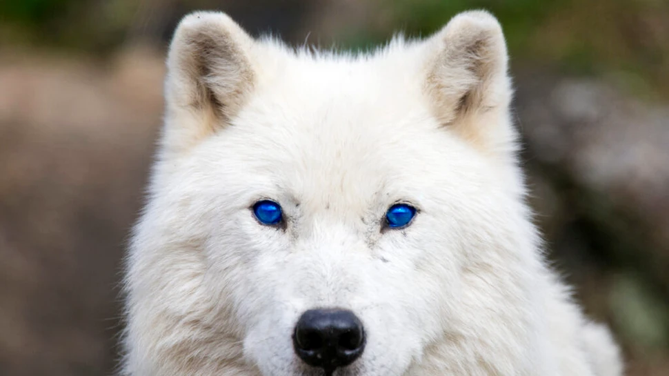 ADN-ul de lup se ascunde în majoritatea câinilor, au descoperit oamenii de știință