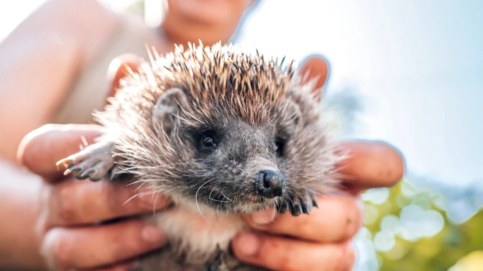 Cel mai bătrân arici din lume a trăit 16 ani, deși unii indivizi ai speciei nu apucă nici doi ani