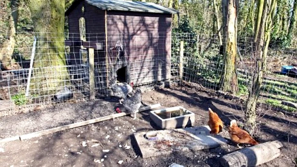 Incredibila razbunare a gainilor in fata unei vulpi (FOTO)