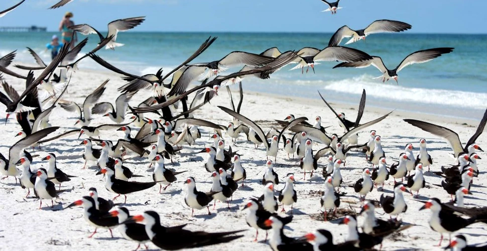 Aproape toate păsările marine vor ingurgita plastic până în 2050