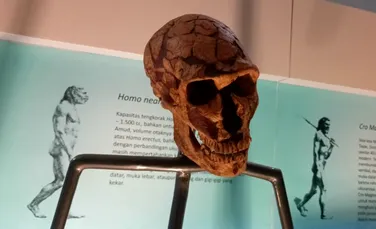 Cum influențează ADN-ul de Neanderthal creierul oamenilor de astăzi?
