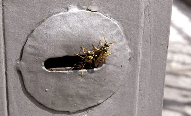 O specie de viespi creează probleme zborurilor cu avionul