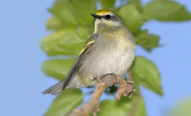 Păsările au un simţ special: ce pot presimţi aceste vieţuitoare şi cum reacţionează?