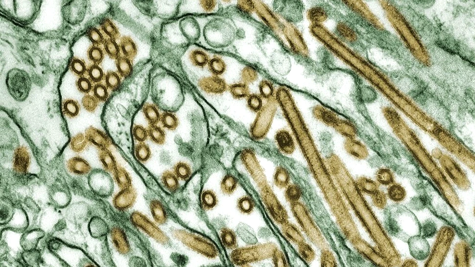 Cercetătorii au filmat un virus care se furișează printre celule pentru a găsi o cale de acces