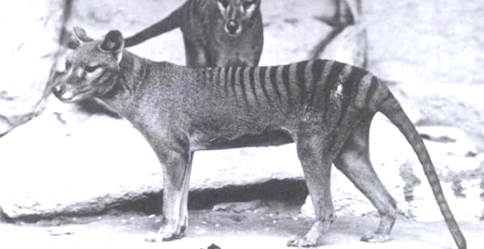 Lup marsupial/tigru tasmanian: noi dezvăluiri despre o specie dispărută