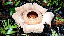 Cea mai urât mirositoare floare din lume ar putea dispărea în curând