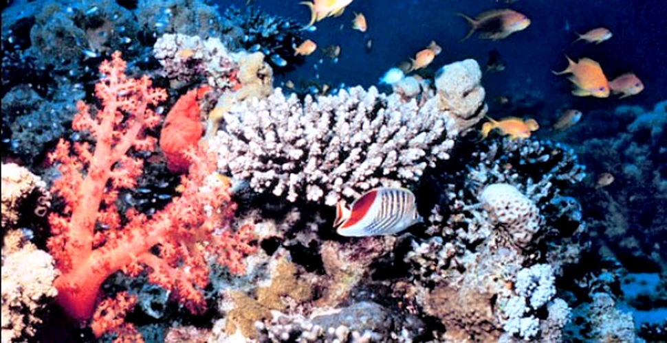Recifele de corali – “pepiniere” de specii noi
