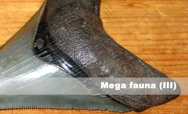 Mega fauna (III)