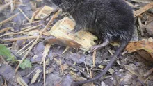 27 de specii noi au fost descoperite în Peru. Printre acestea se află și un șoarece amfibiu