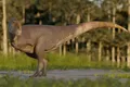 A fost descoperit un dinozaur cu brațe chiar mai mici decât ale lui T-Rex