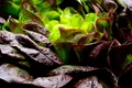 O proteină cheie din carne a fost crescută în salata verde pentru prima dată