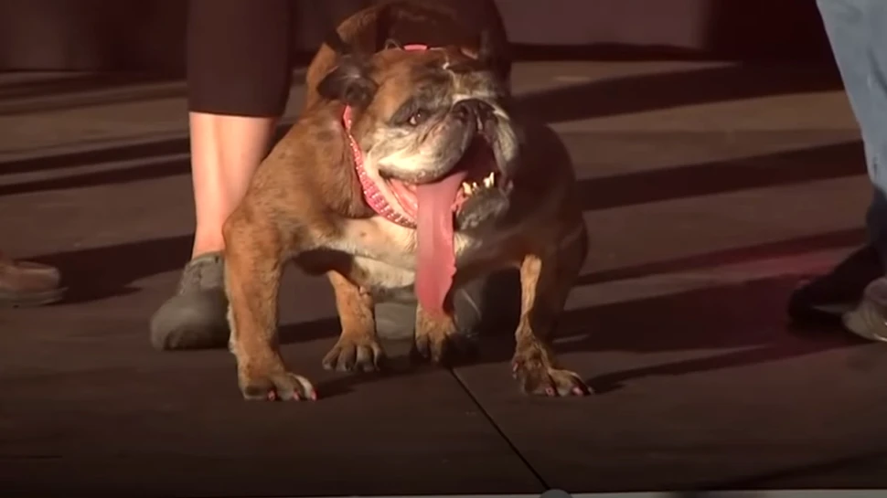 Celebrul câine Zsa Zsa a murit. În urmă cu două săptămâni a primit titlul de ”cel mai urât câine din lume” – VIDEO