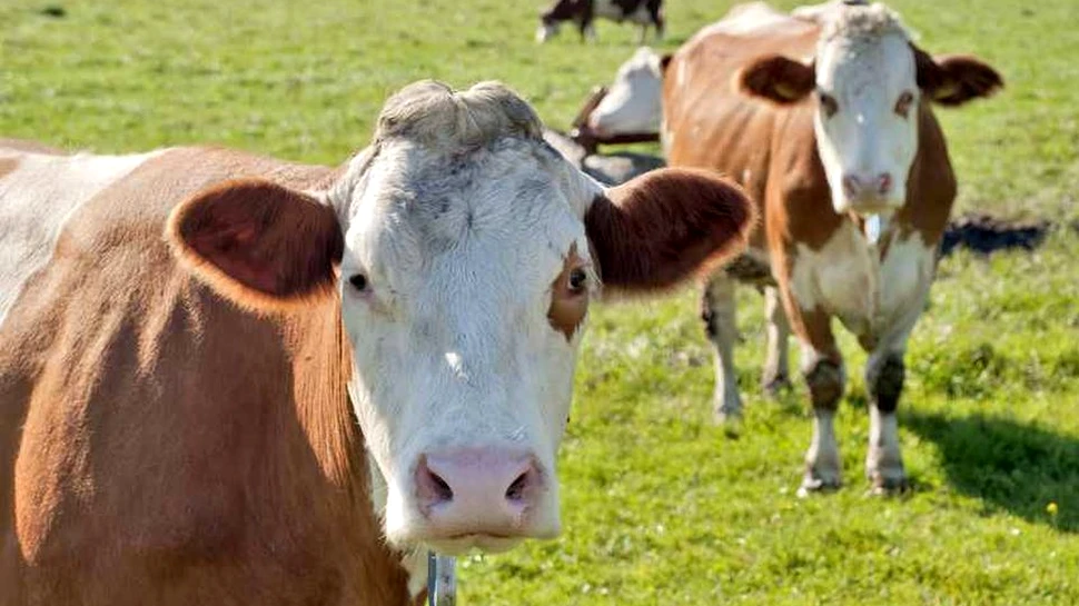 Peste 16 milioane de americani cred că vacile cu blana maro produc laptele cu ciocolată