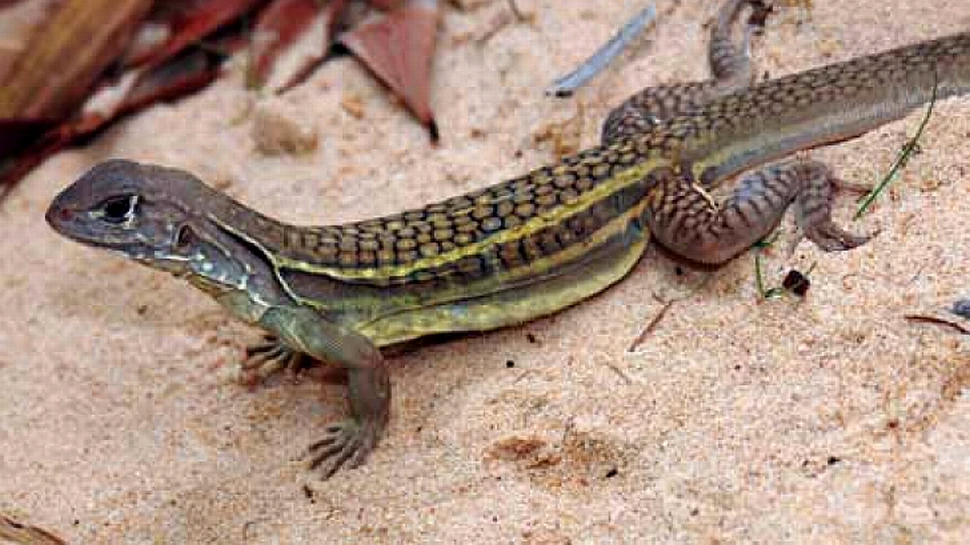 Noile specii descoperite în regiunea Mekong sunt deja ameninţate cu dispariţia (VIDEO)