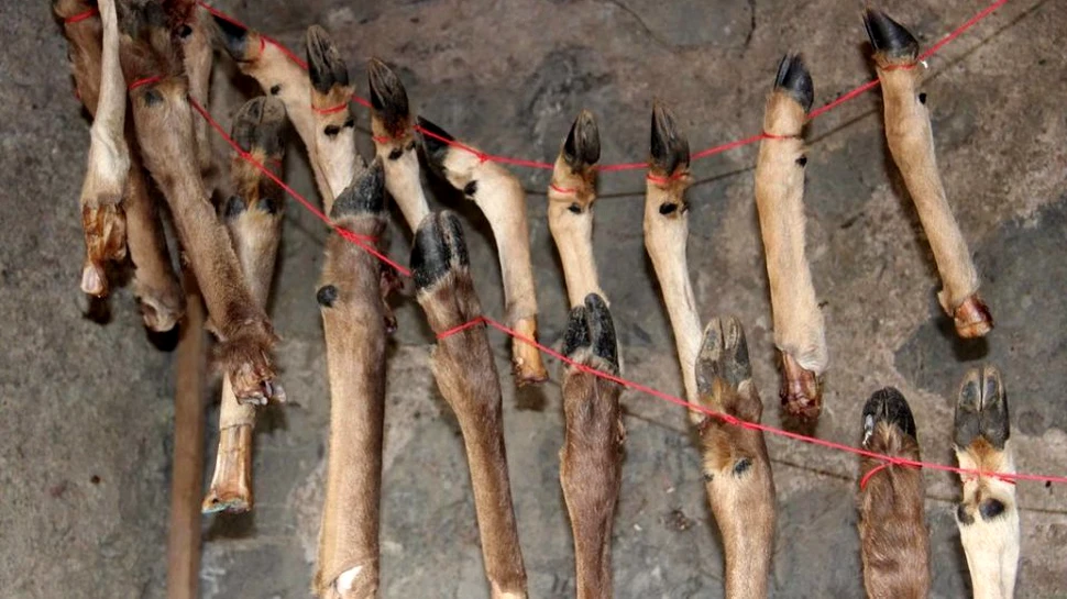 Strămoşii noştri preistorici îşi raţionalizau hrana. Făceau stocuri de oase de cerbi