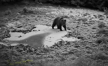 Imagini inedite cu un urs într-o pădure din Parcul Național Piatra Craiului