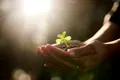 Oamenii de știință au descoperit că plantele „țipă” atunci când sunt stresate